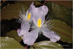 Capparis rheedei